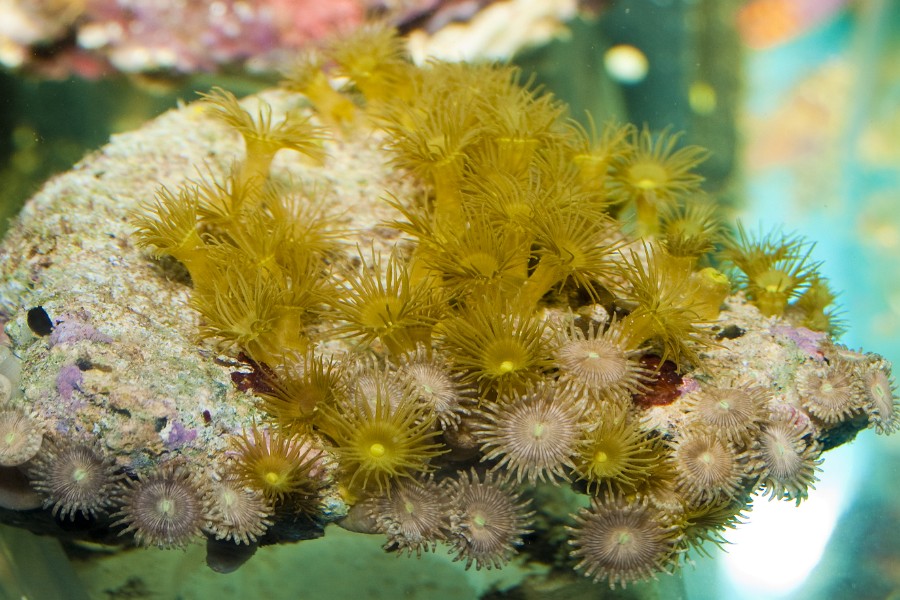Yellow Star Anemone in Saltwater Aquarium